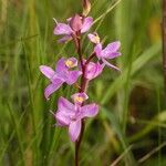 Calopogon multiflorus