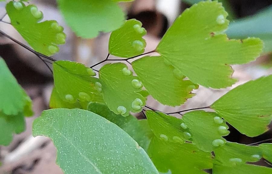 Adiantum poiretii fruit