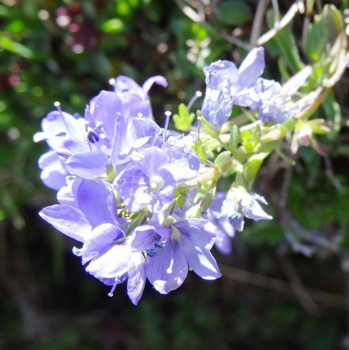 Veronica aragonensis flower