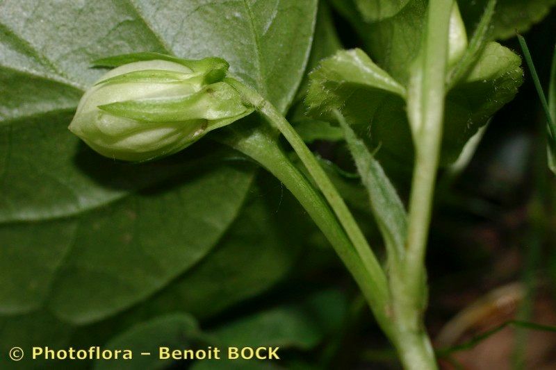 Viola pseudomirabilis fruit