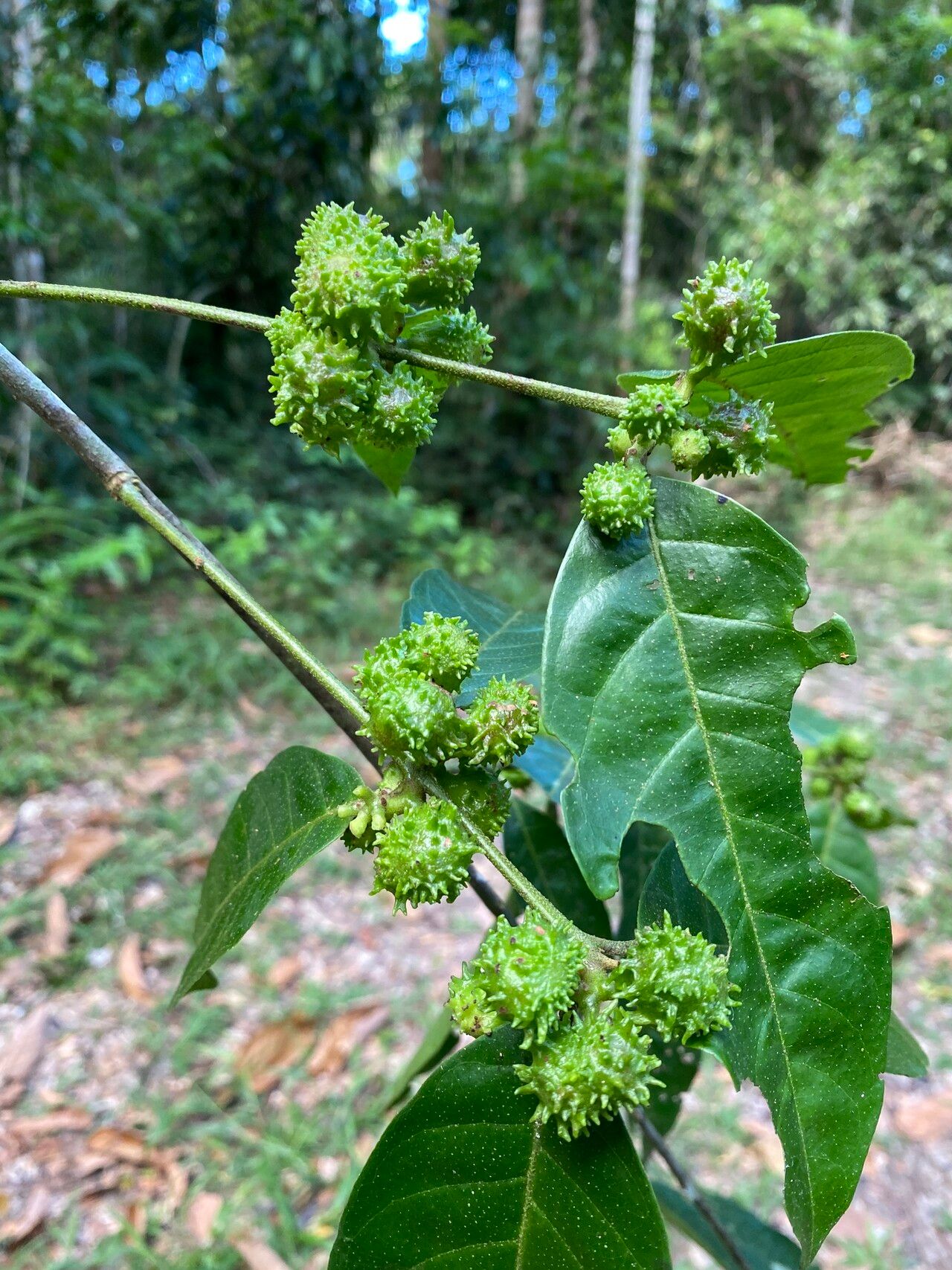 Siparuna reginae fruit