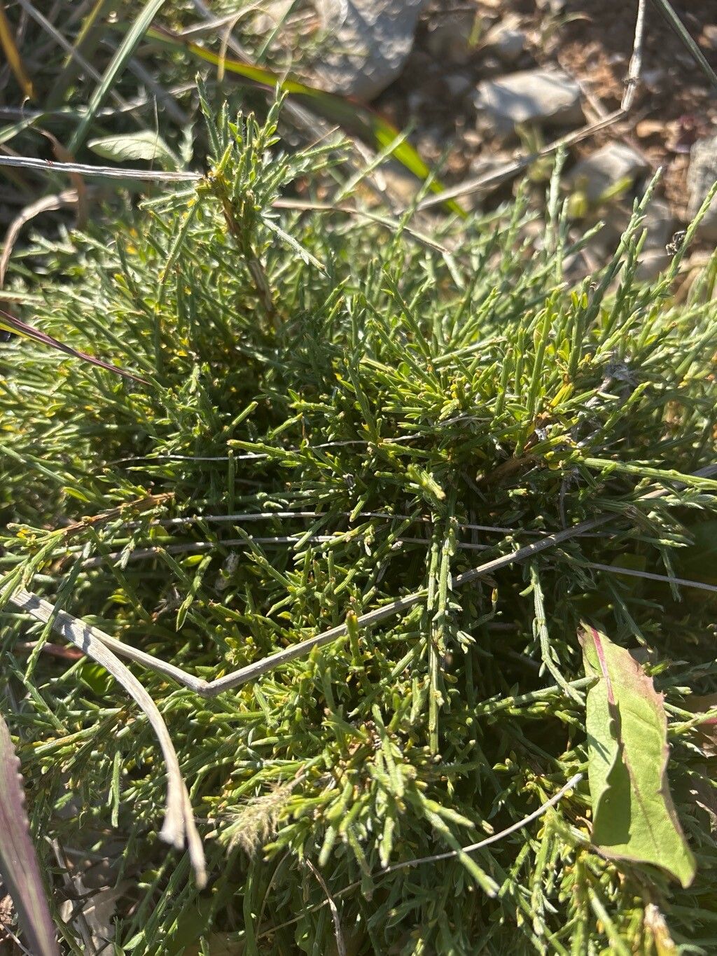 Genista legionensis habit