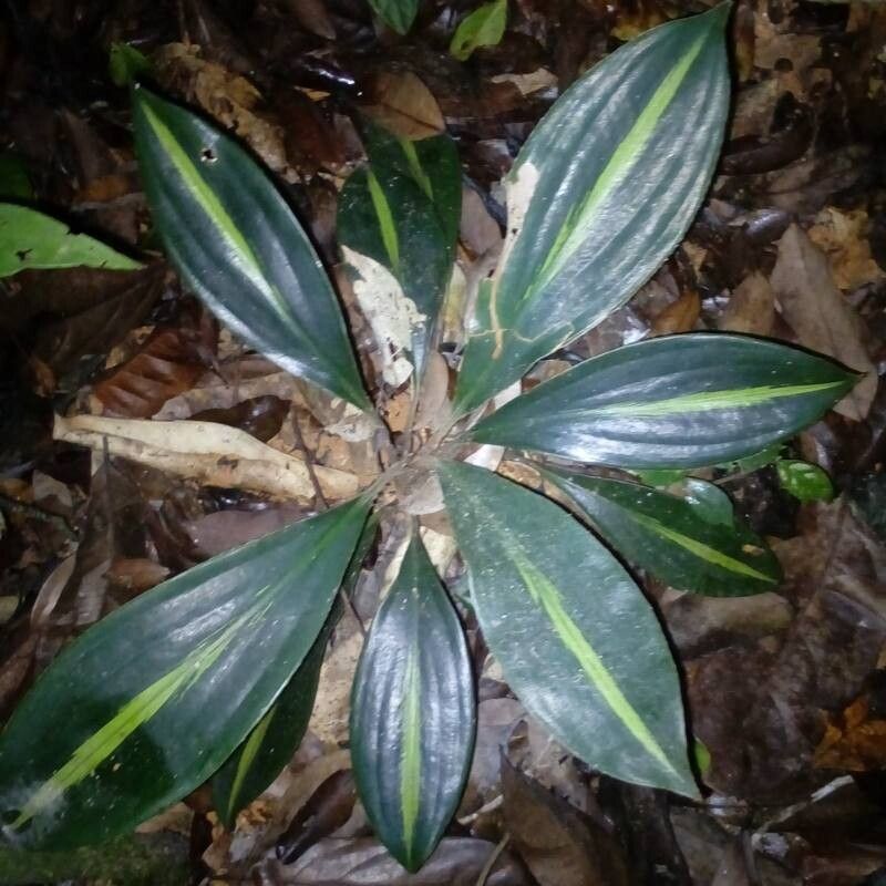 Palisota pynaertii leaf