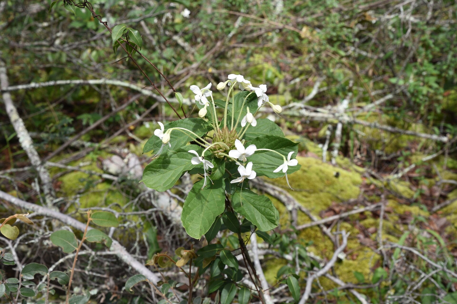 Clerodendrum buchneri habit