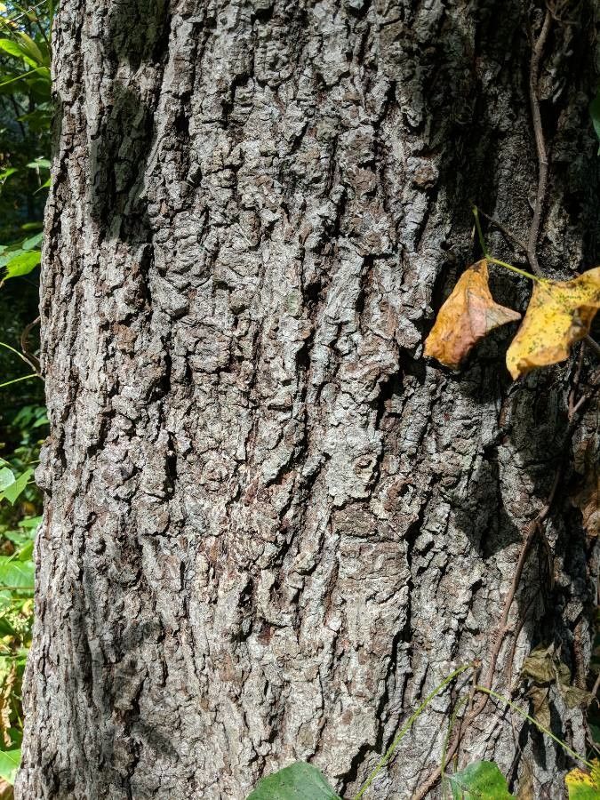 Carya tomentosa bark