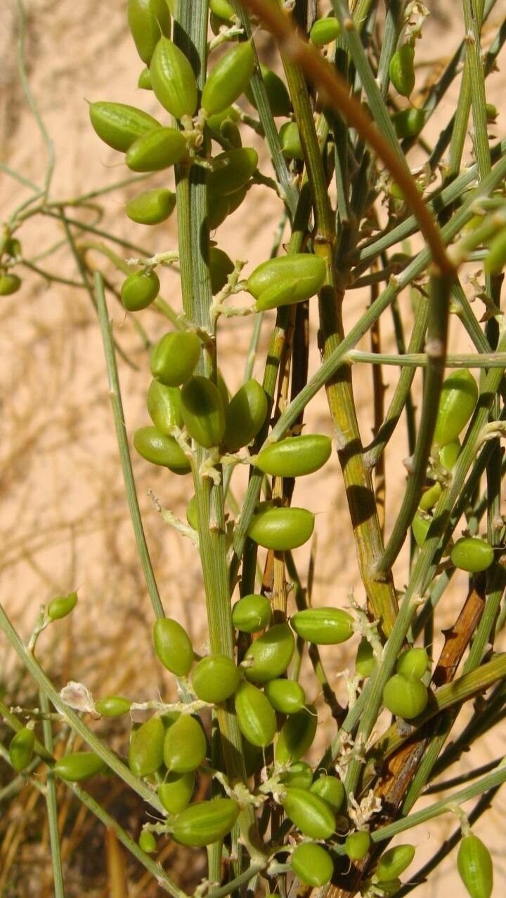 Retama raetam fruit