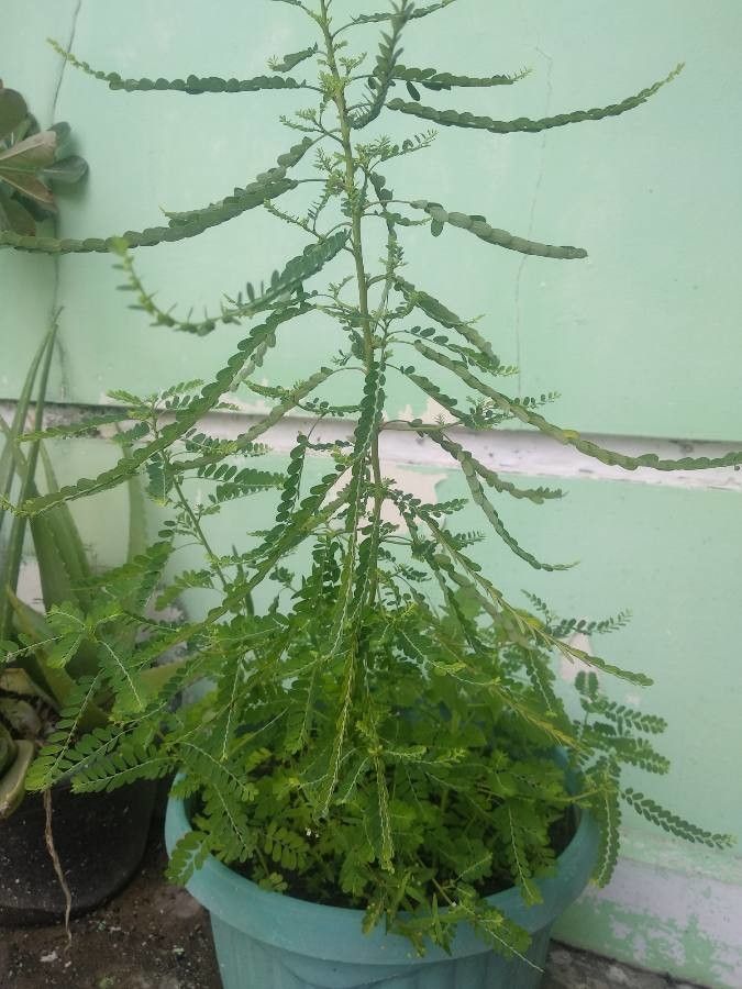 Phyllanthus niruroides habit