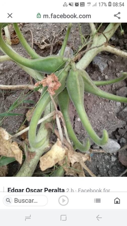 Proboscidea louisianica leaf