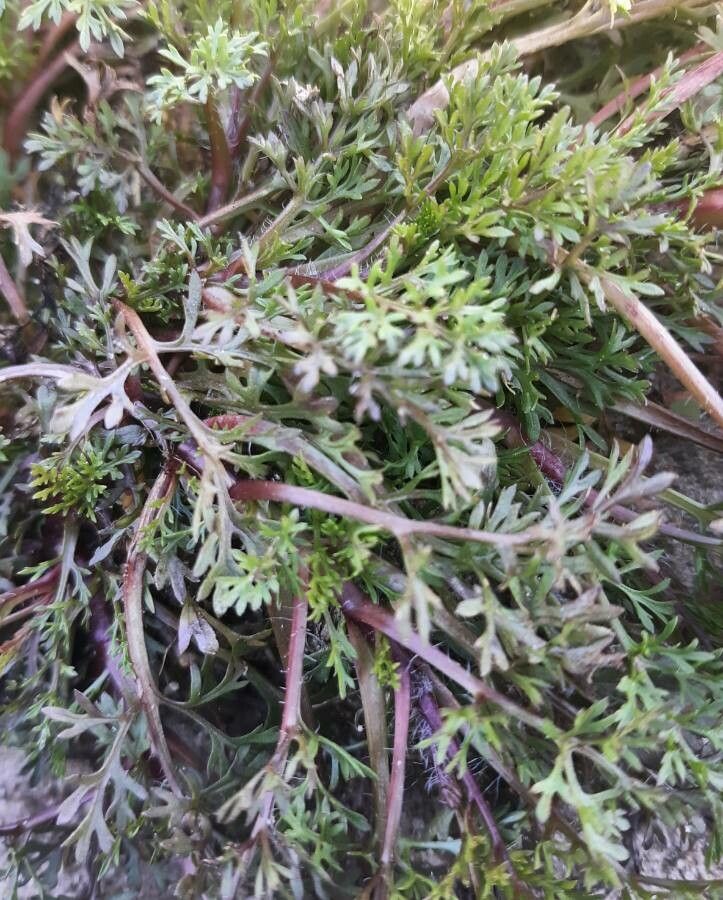 Soliva sessilis leaf