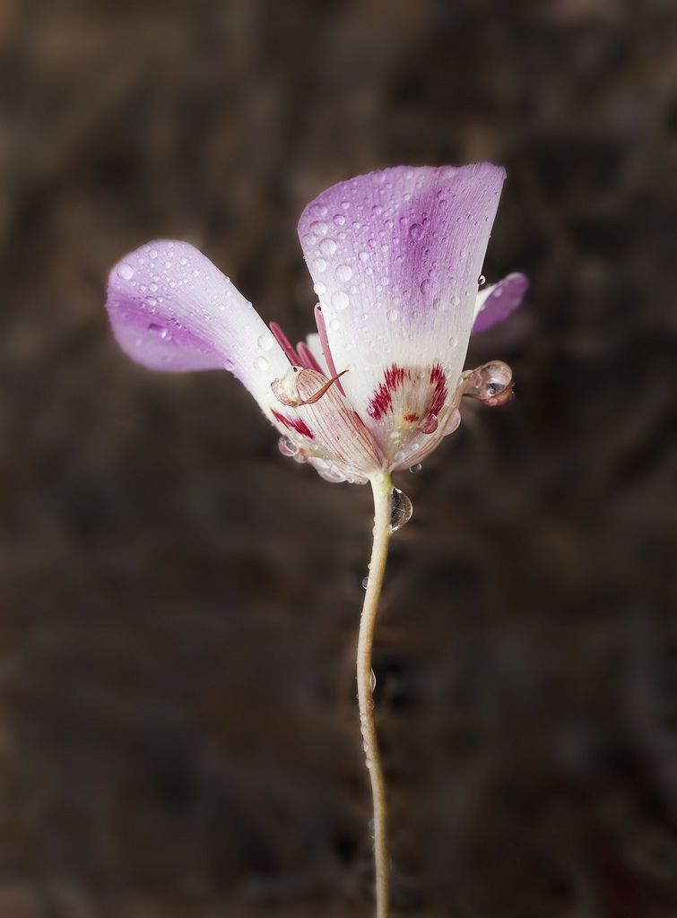 Calochortus simulans flower