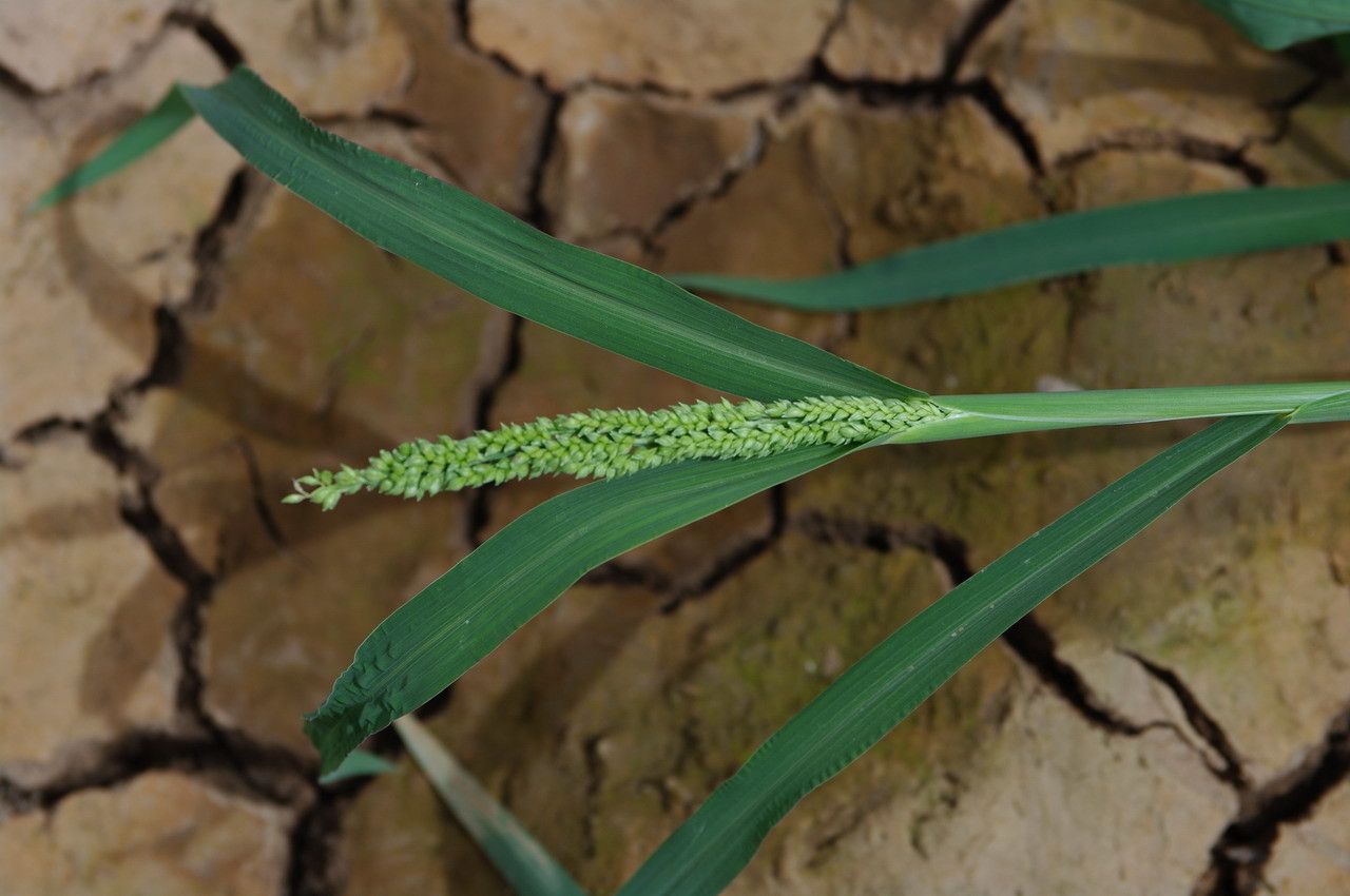 Brachiaria lata flower