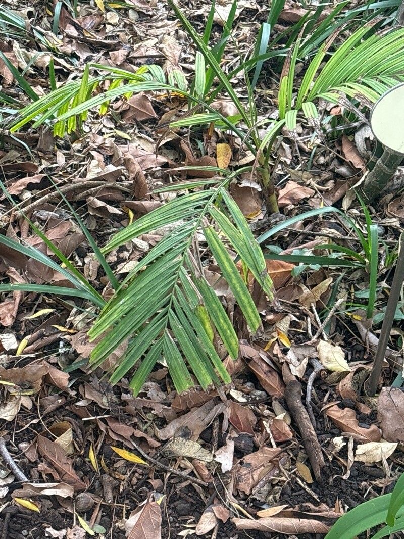 Pinanga dicksonii — related species from the same genus