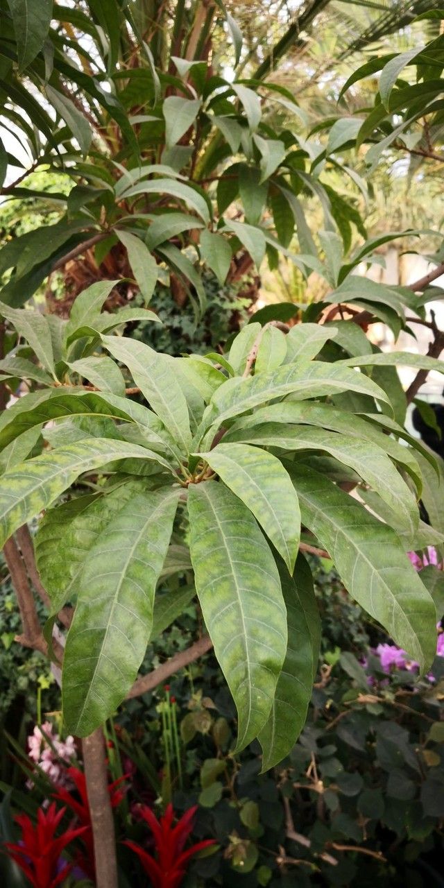 Pouteria campechiana — search result for 'Vanilla'