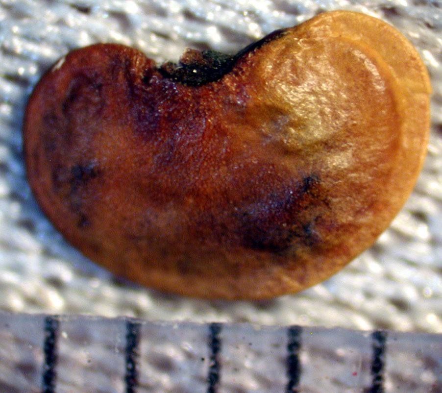 Desmodium purpusii fruit