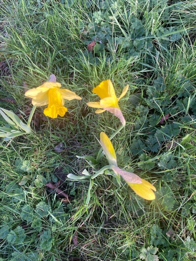 Narcissus hispanicus — search result for 'Narcissus'