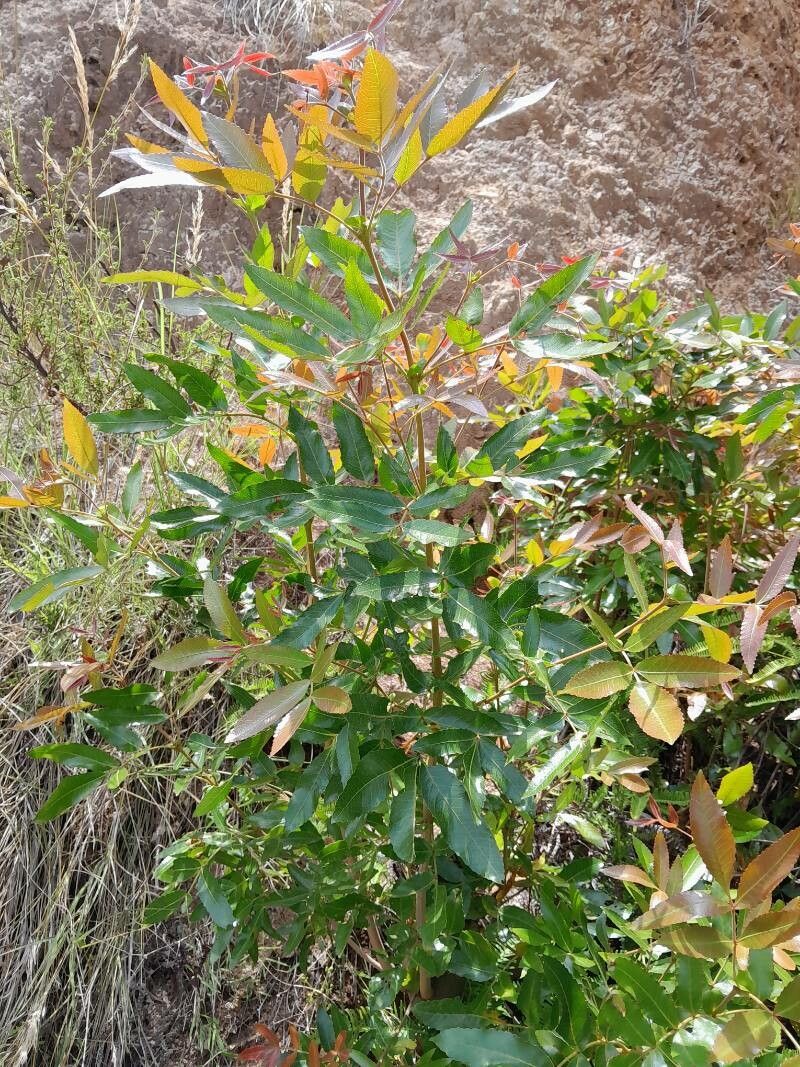 Pterophylla rutenbergii habit