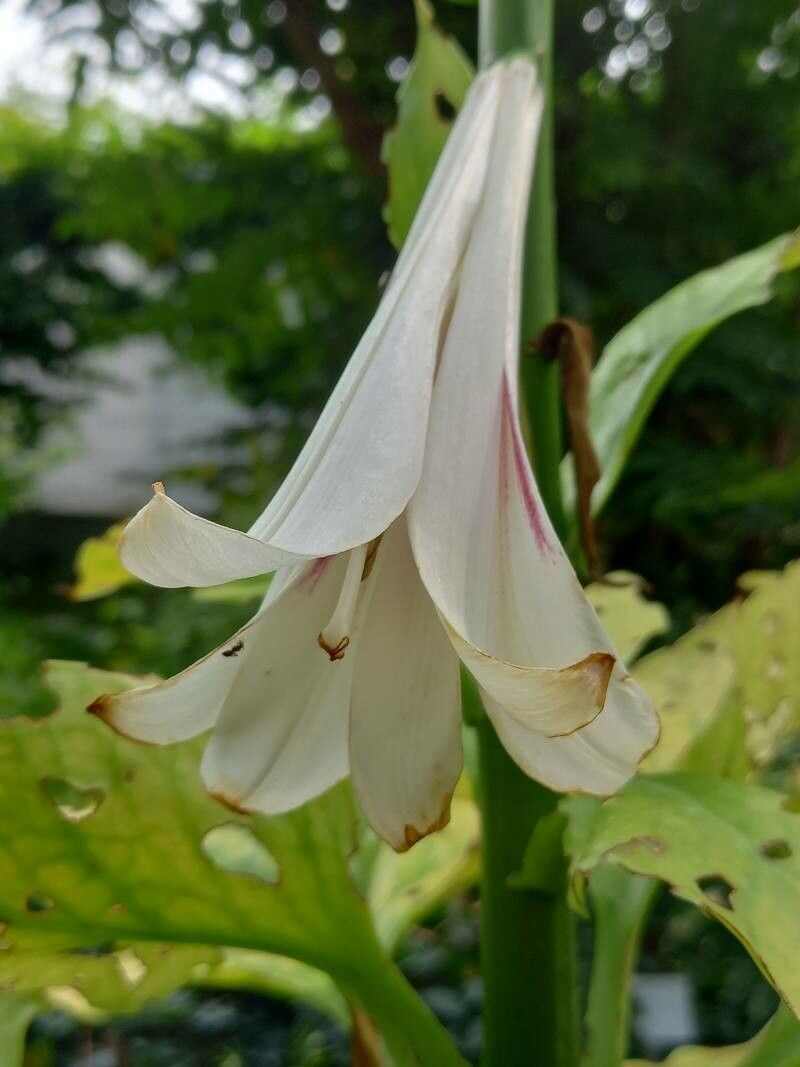 Cardiocrinum giganteum flower