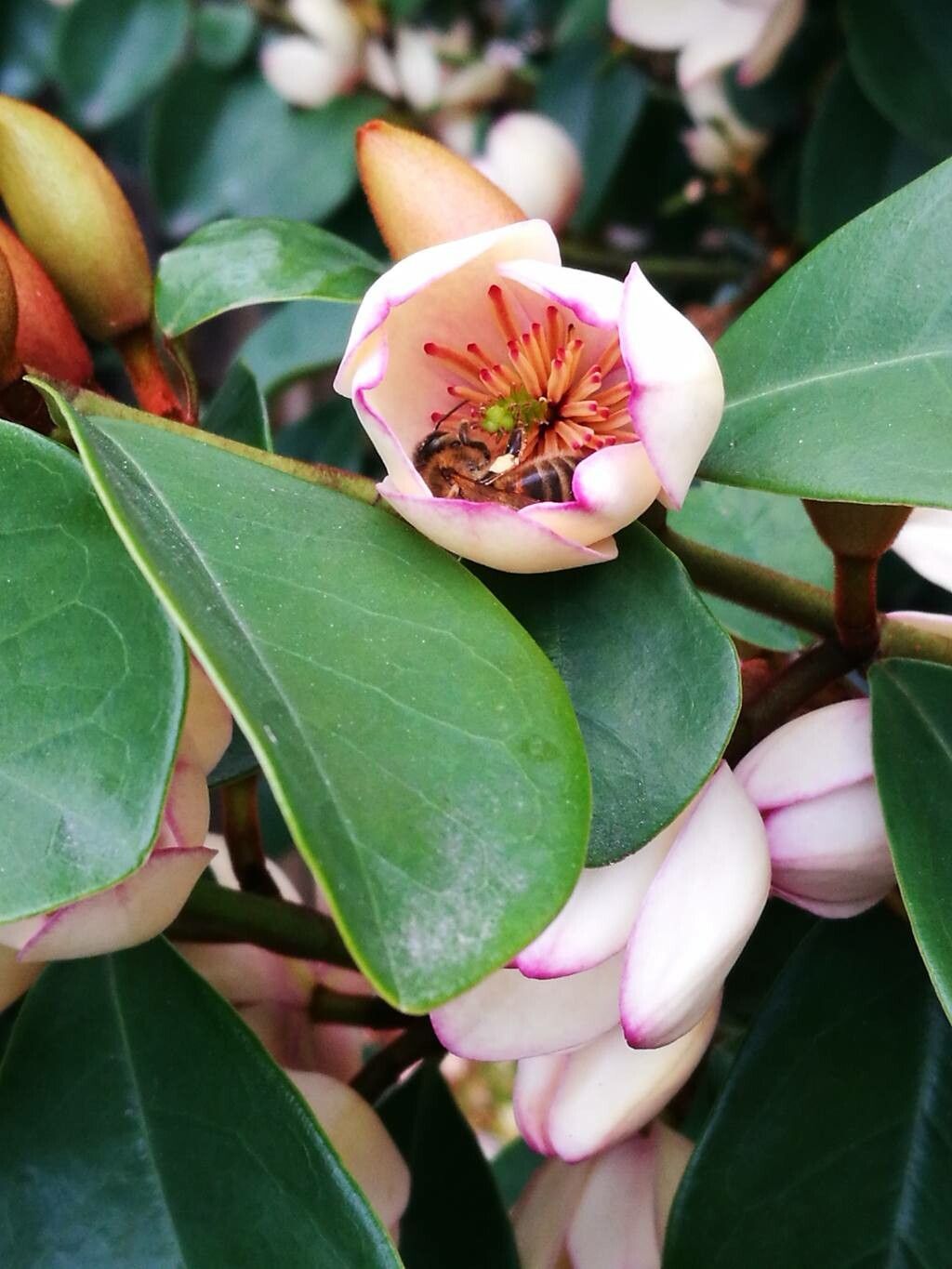 Magnolia figo flower
