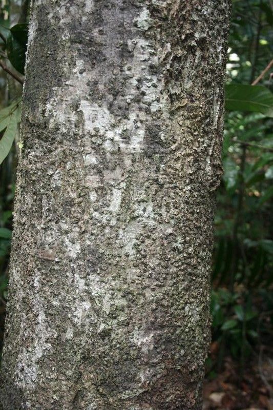 Rhodostemonodaphne grandis bark