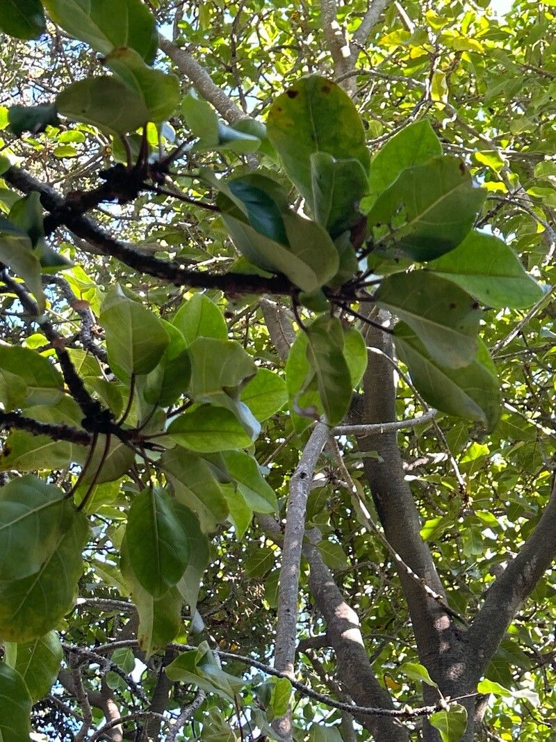 Ficus vogeliana — houseplant care guide