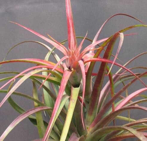 Tillandsia capitata habit