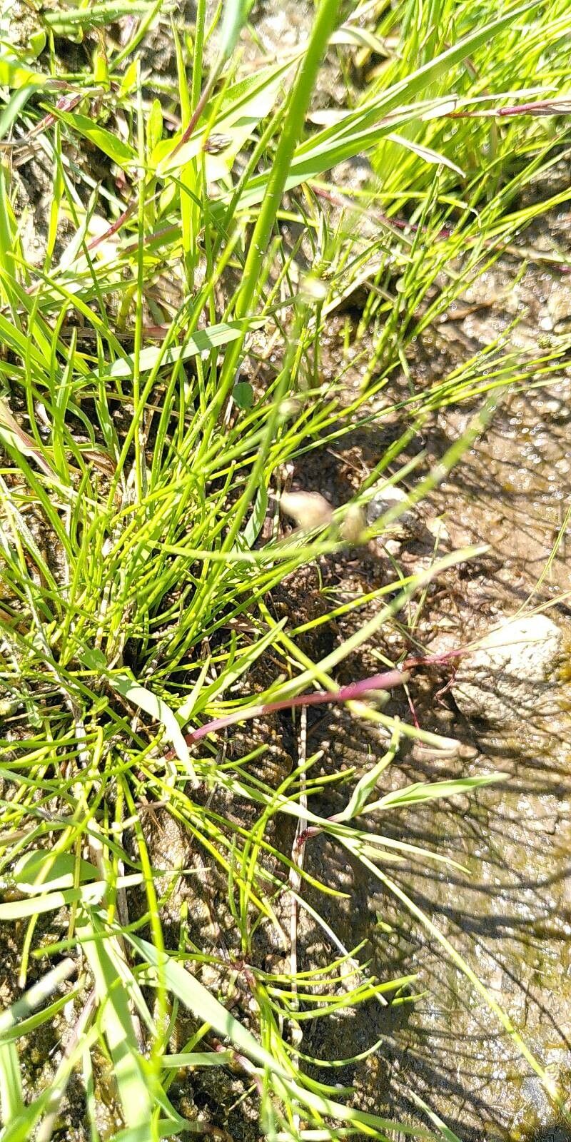 Isolepis setacea fruit