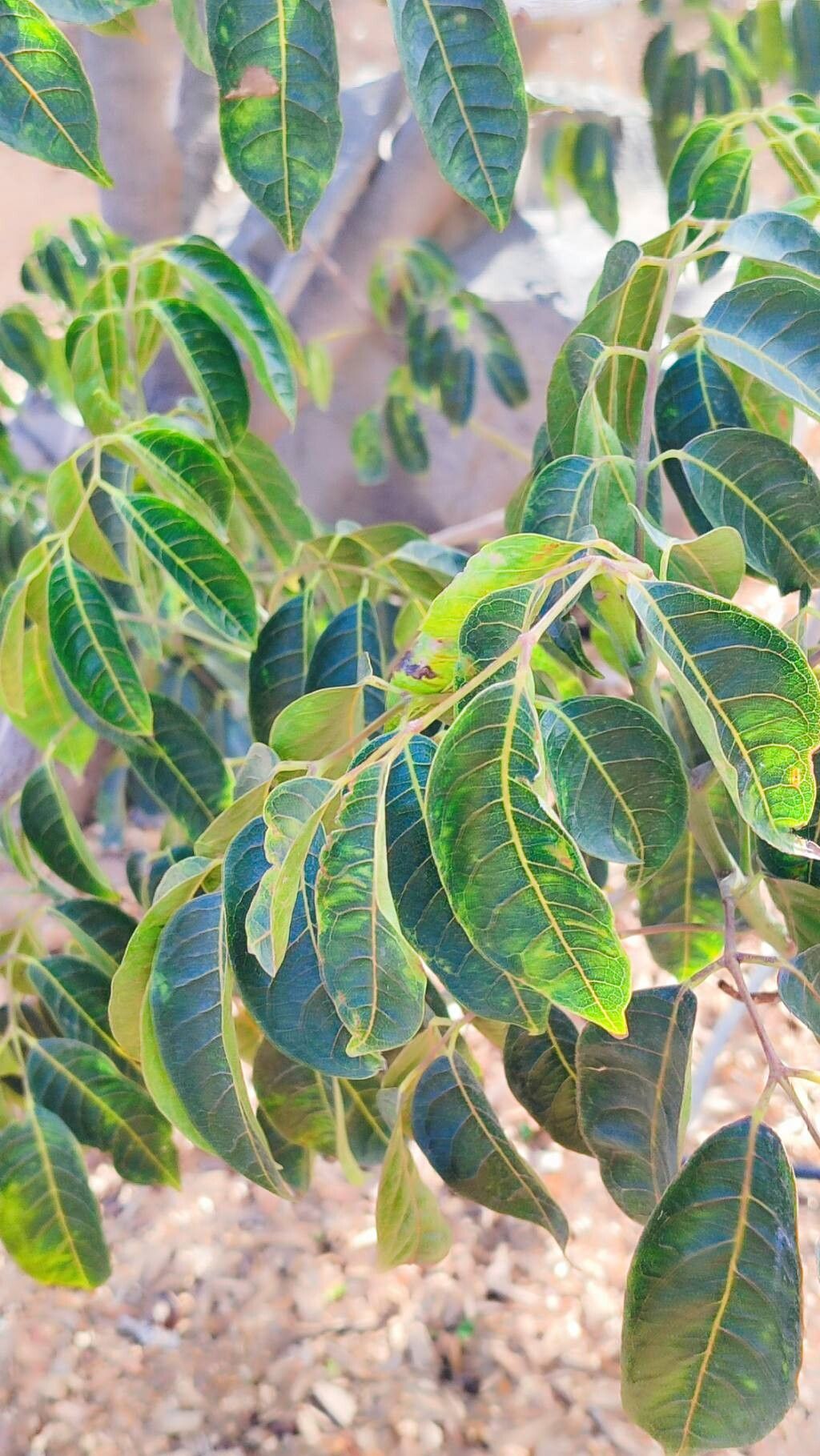 Canarium oleosum leaf