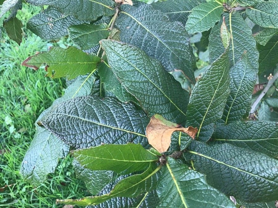 Quercus rysophylla leaf