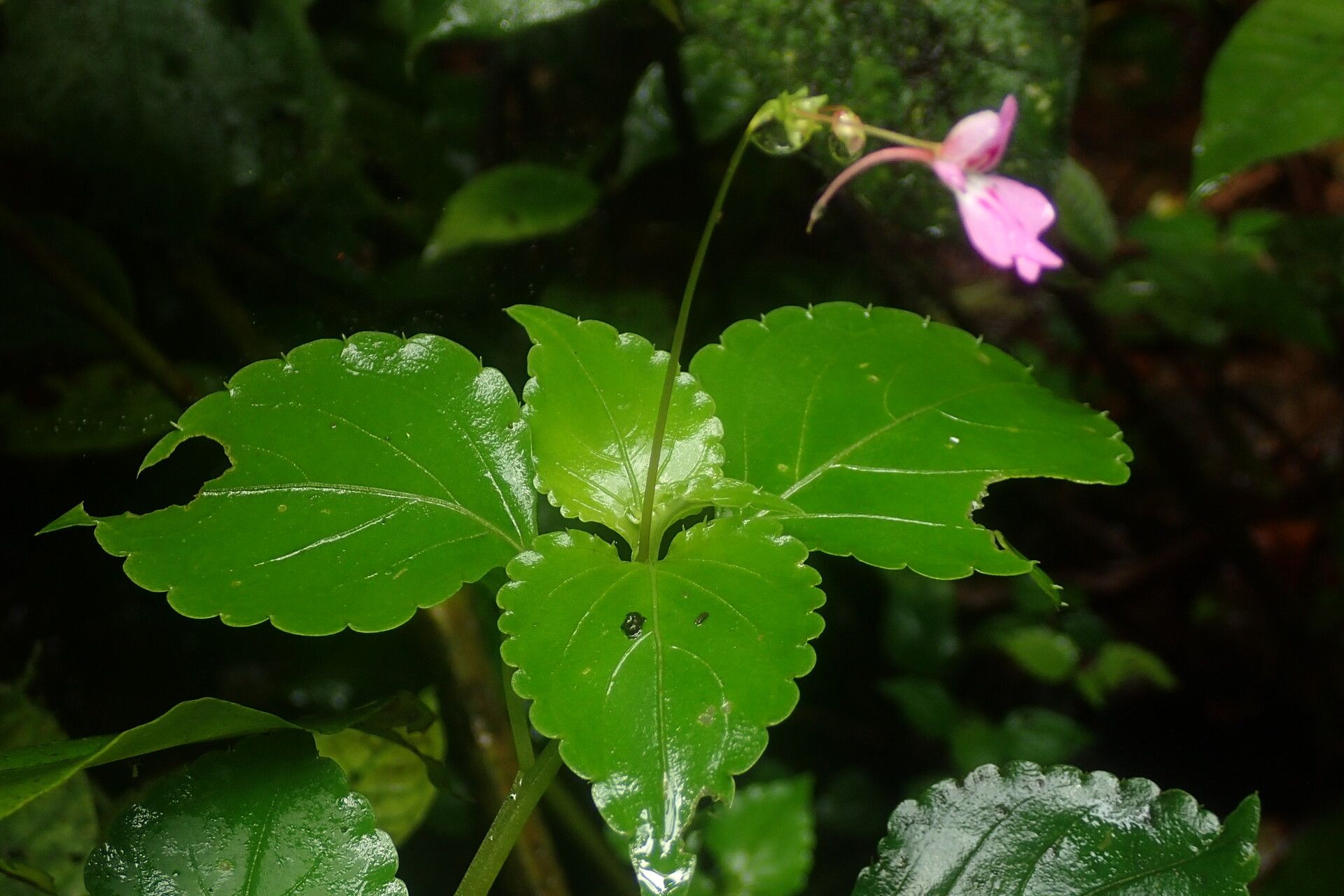 Impatiens filicornu — houseplant care guide