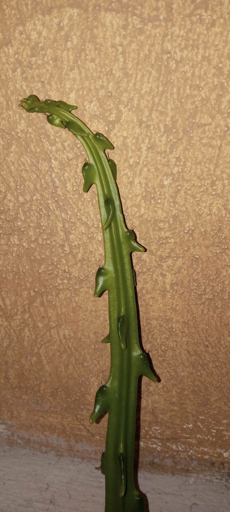 Selenicereus hamatus bark