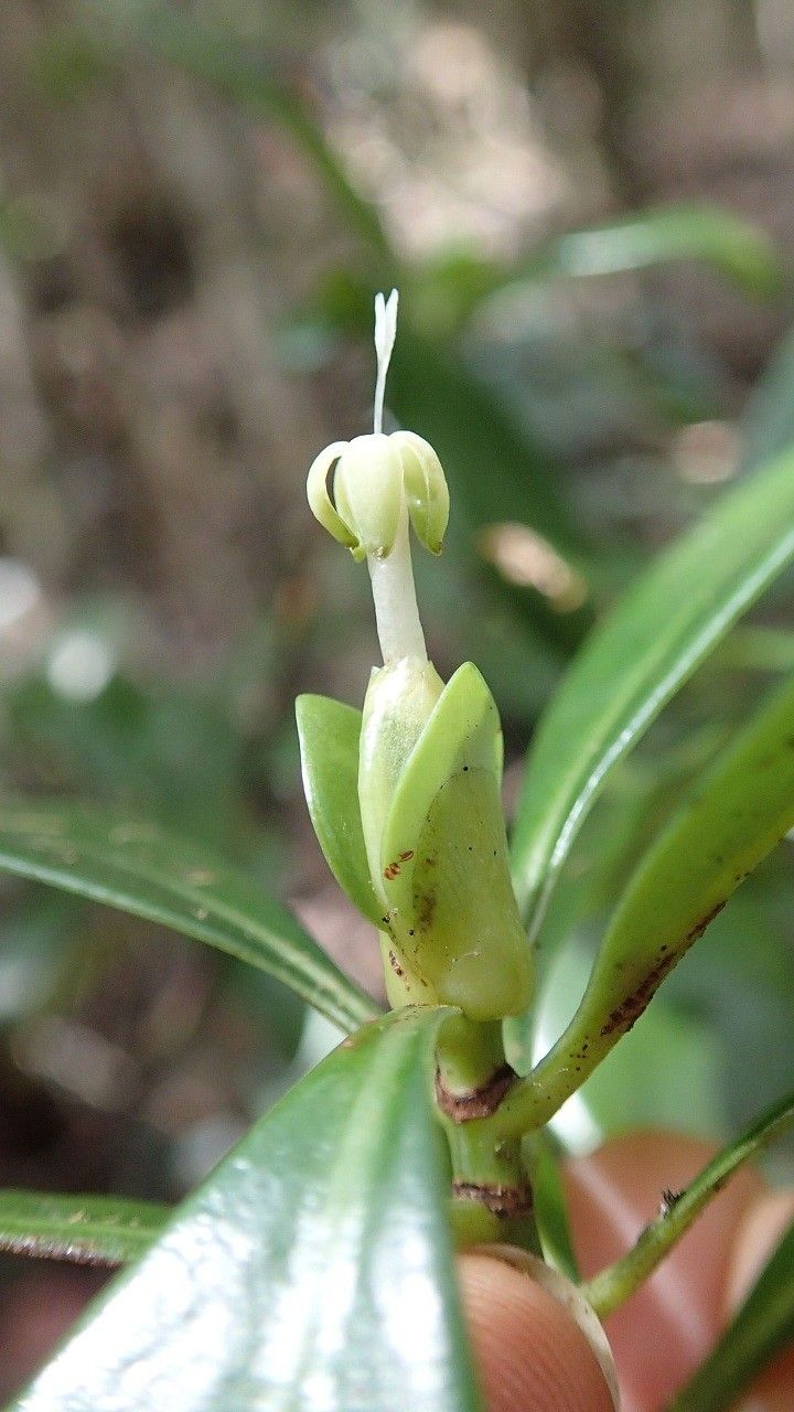 Psychotria cardiochlamys — houseplant care guide