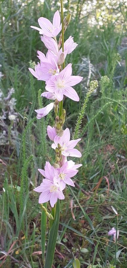 Ixia flexuosa — related species from the same genus