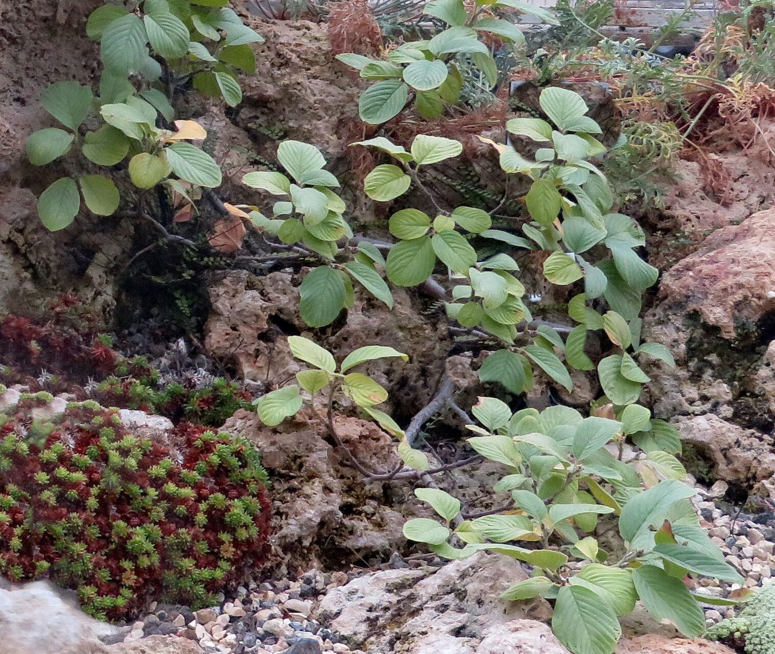 Rhamnus sibthorpiana habit