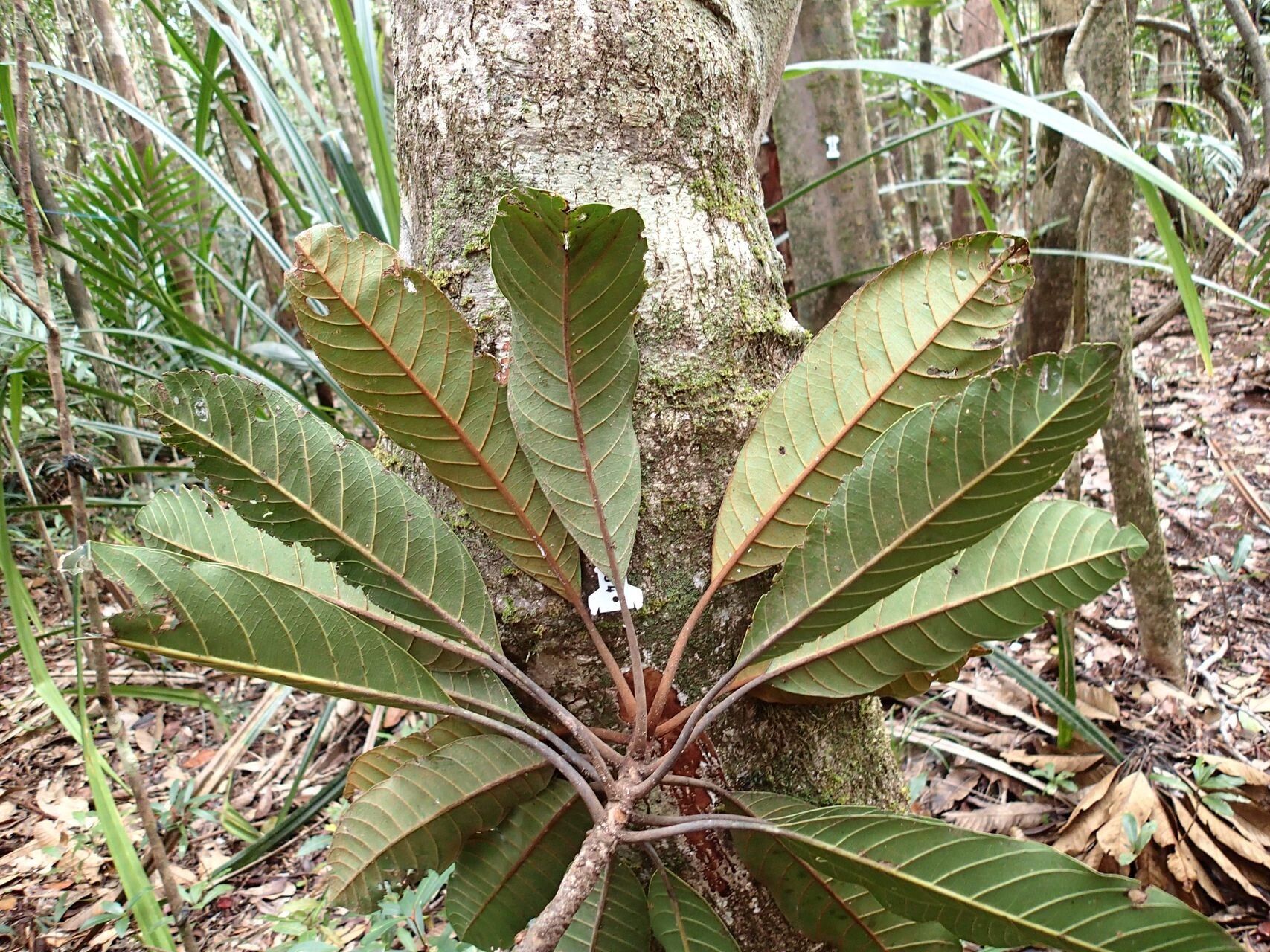 Pycnandra pubiflora — houseplant care guide