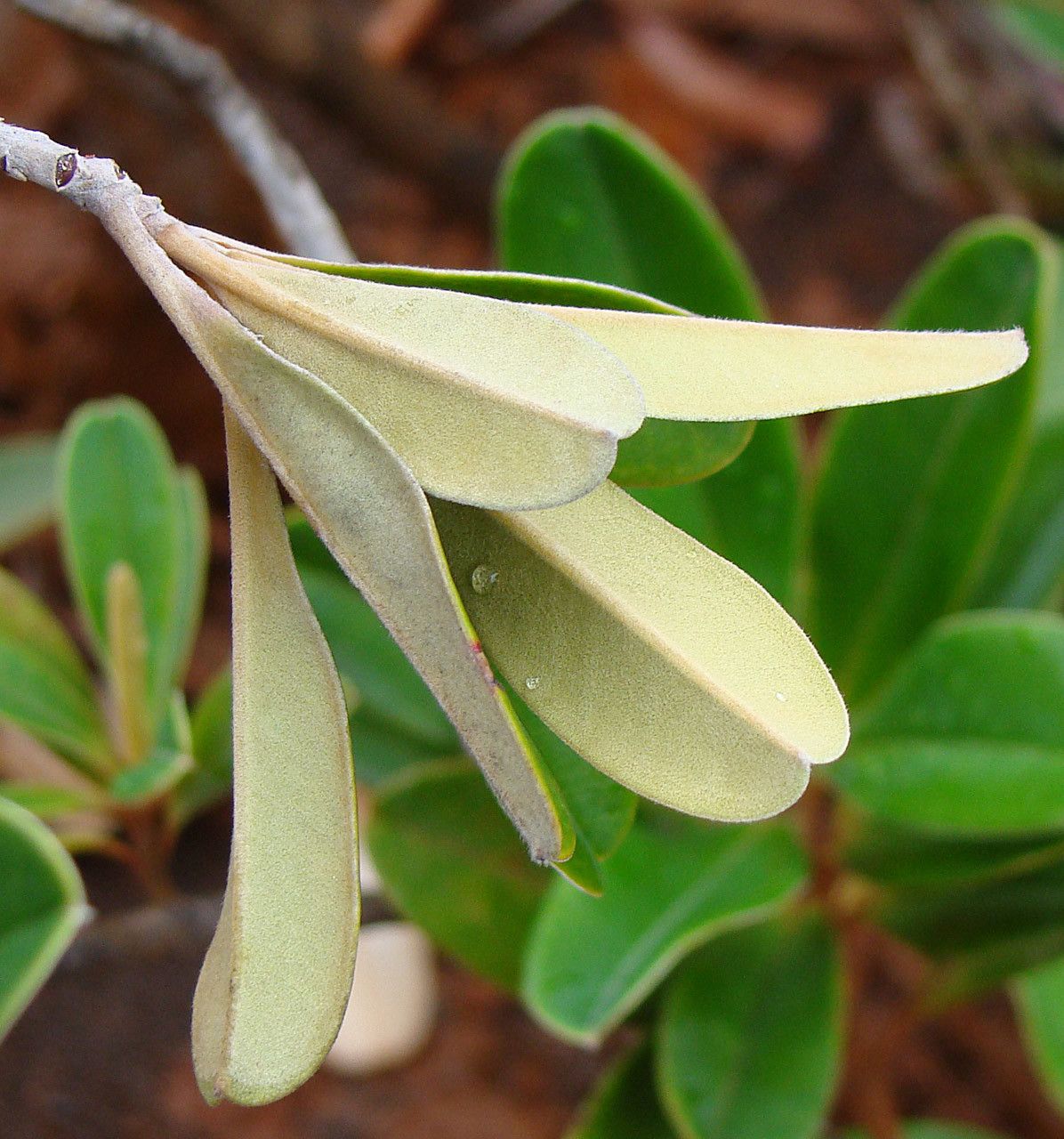 Hibbertia favieri leaf