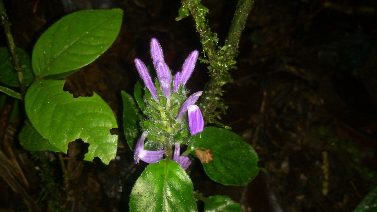 Justicia brenesii flower