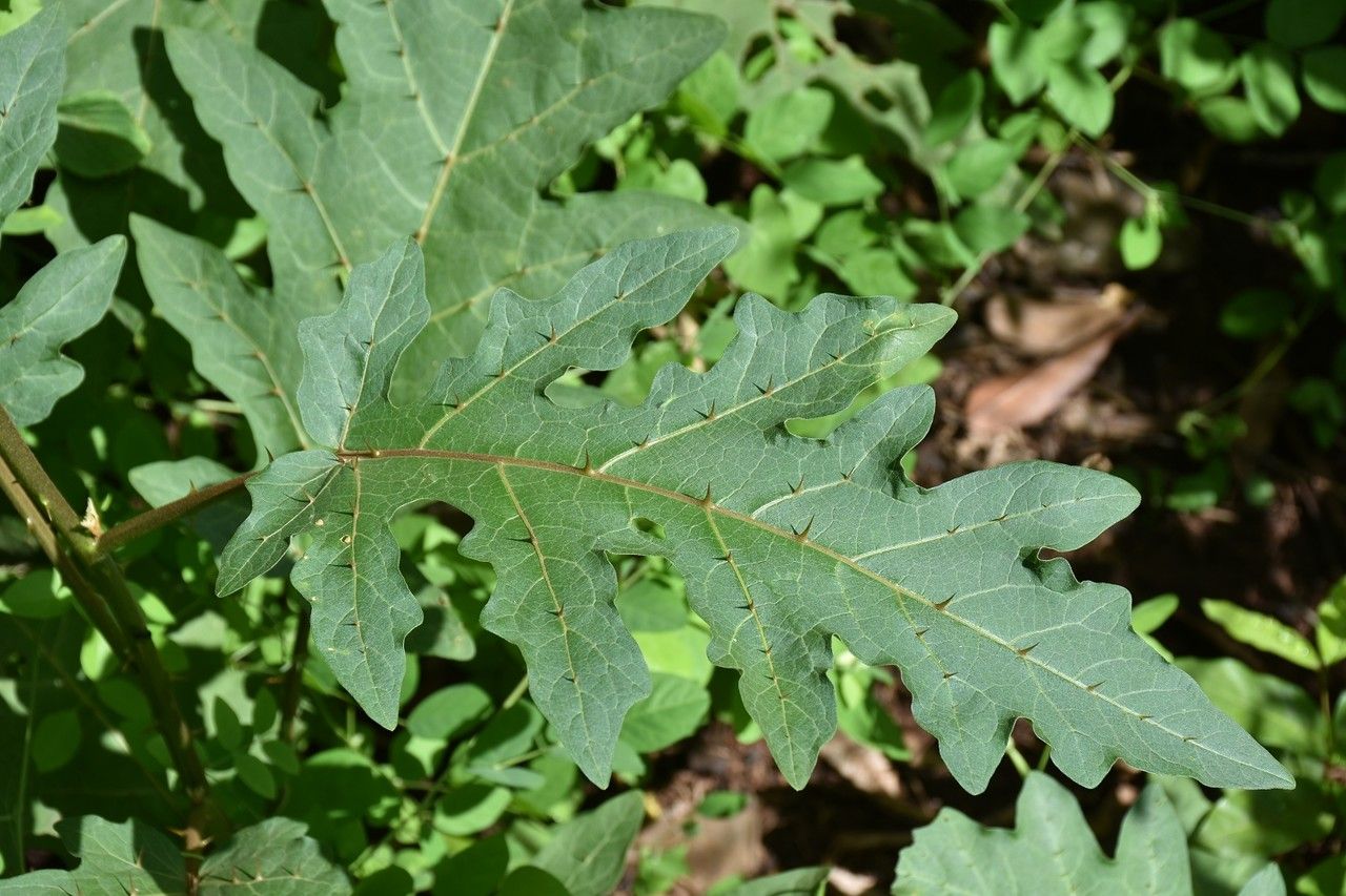 Solanum richardii — houseplant care guide