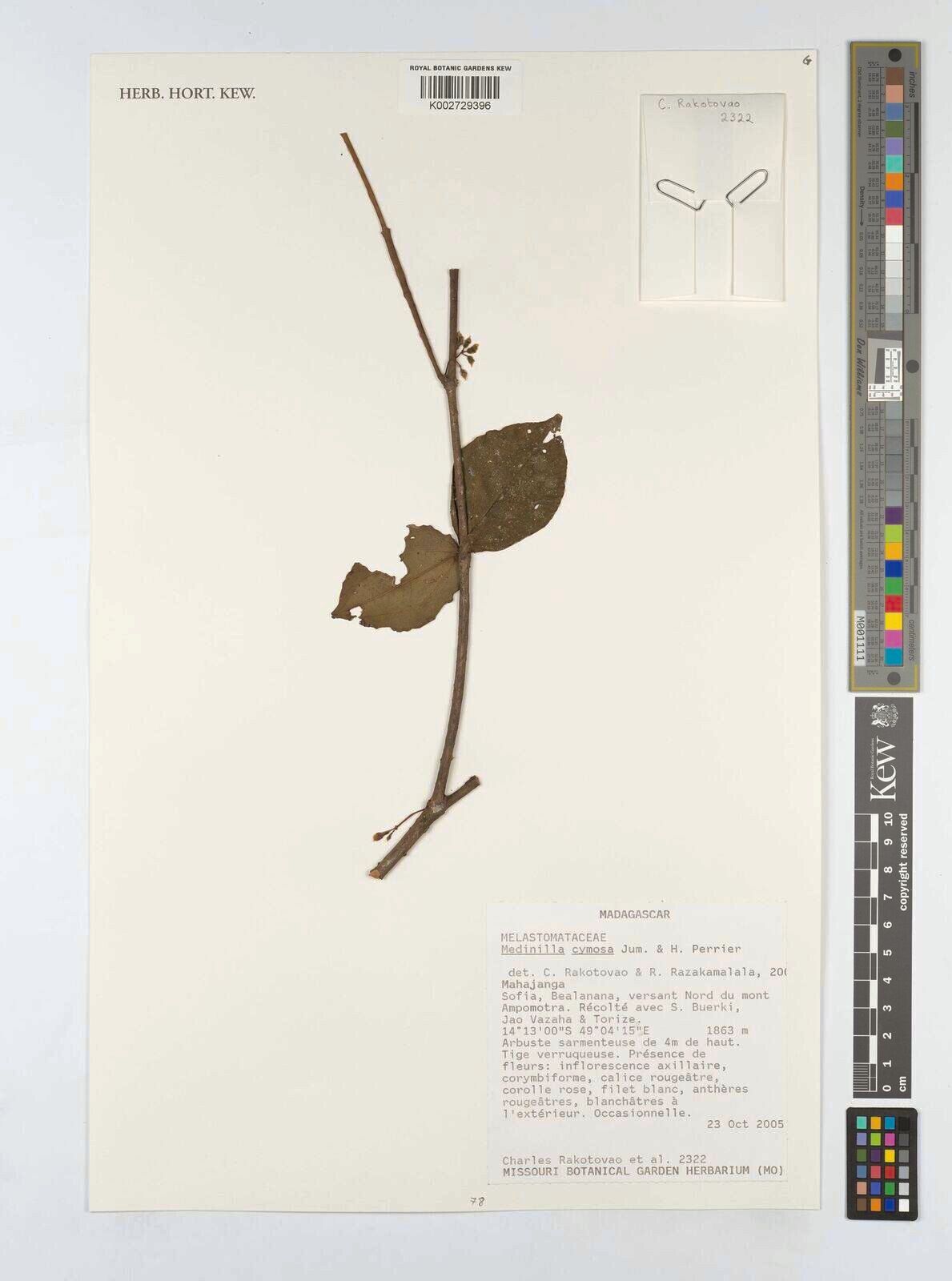 Medinilla cymosa — search result for 'Medinilla'