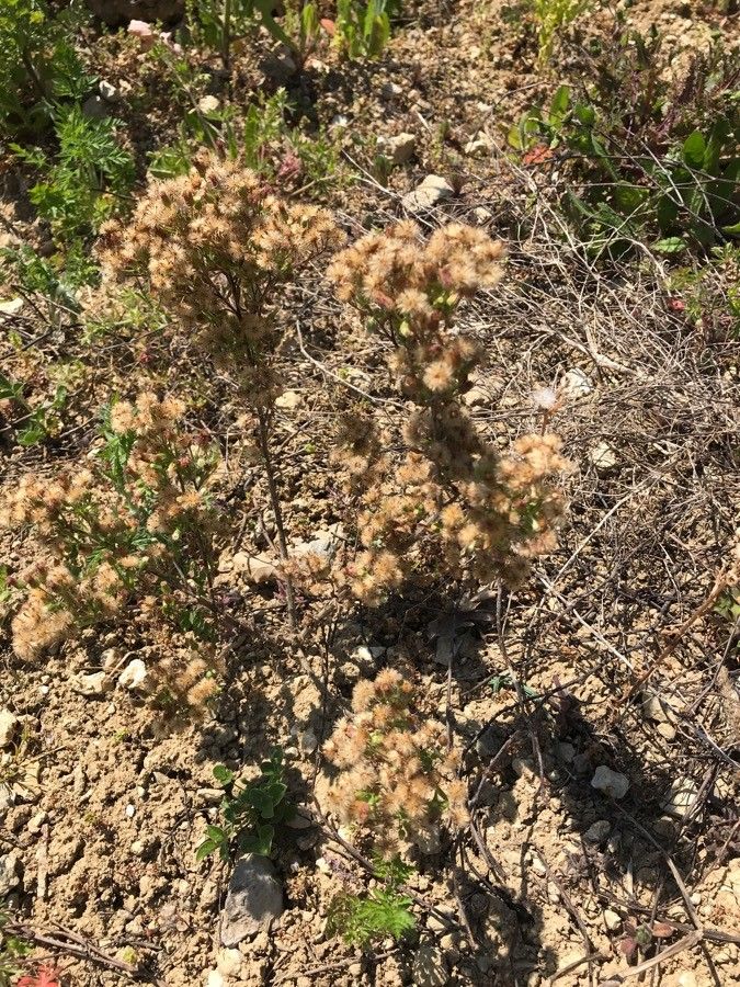 Erigeron blakei — search result for 'Erigeron'