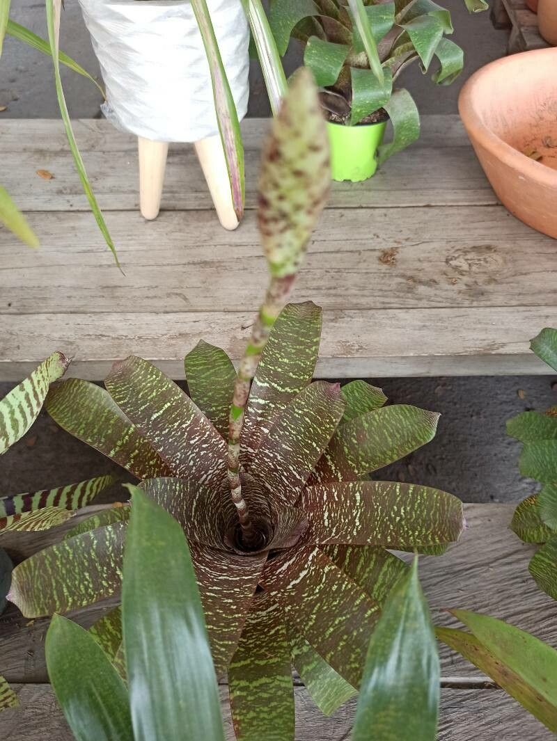 Vriesea fosteriana leaf