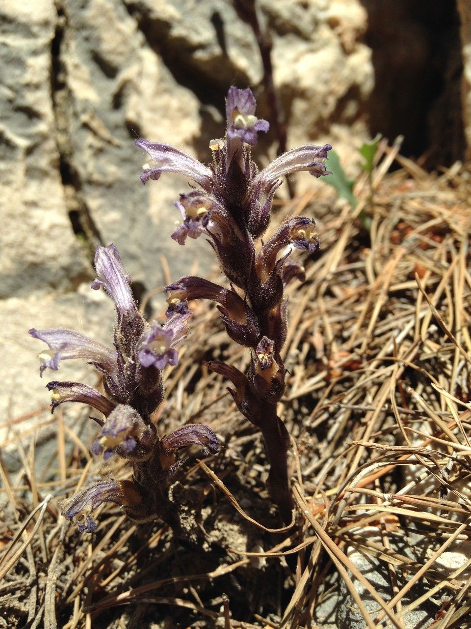 Phelipanche rosmarina habit