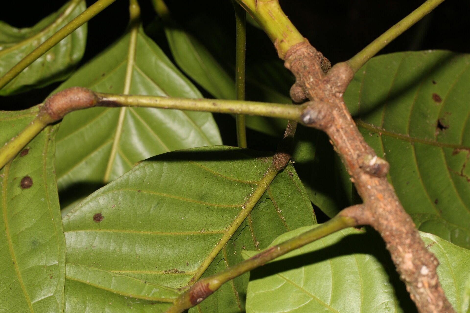 Sloanea laevigata — houseplant care guide