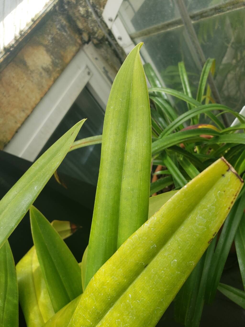 Phragmipedium sargentianum — houseplant care guide