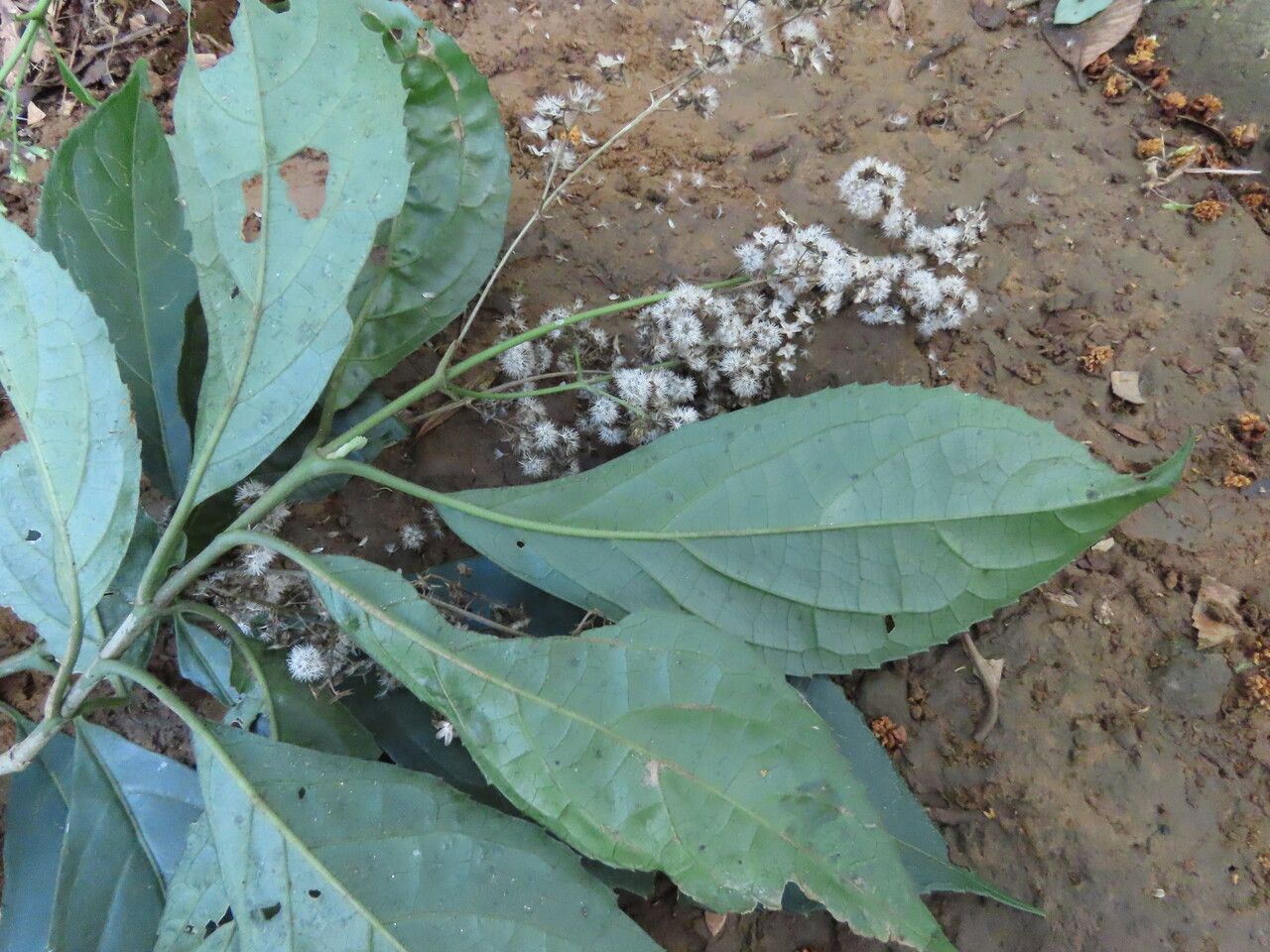 Koanophyllon hylonomum leaf