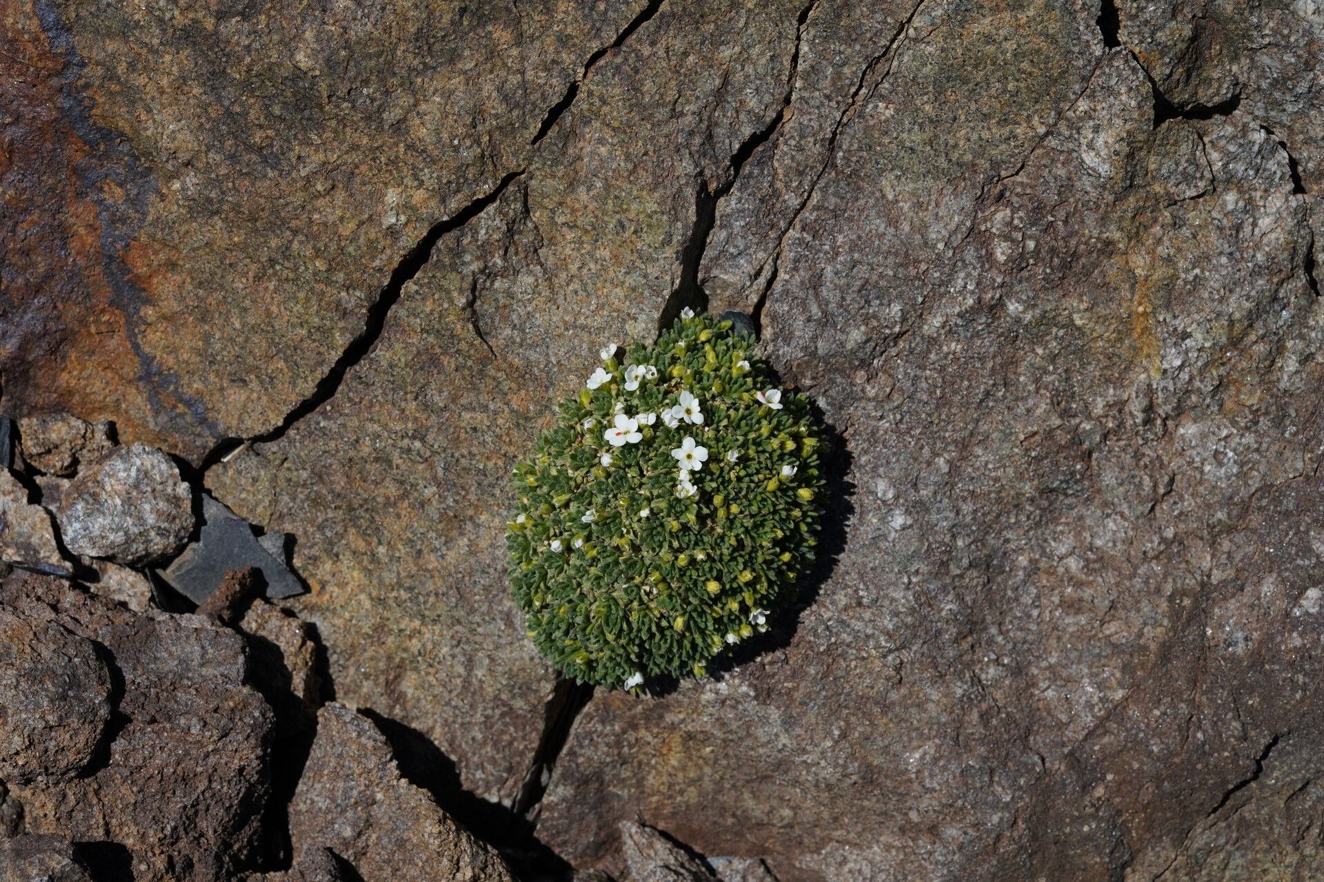 Androsace delphinensis habit