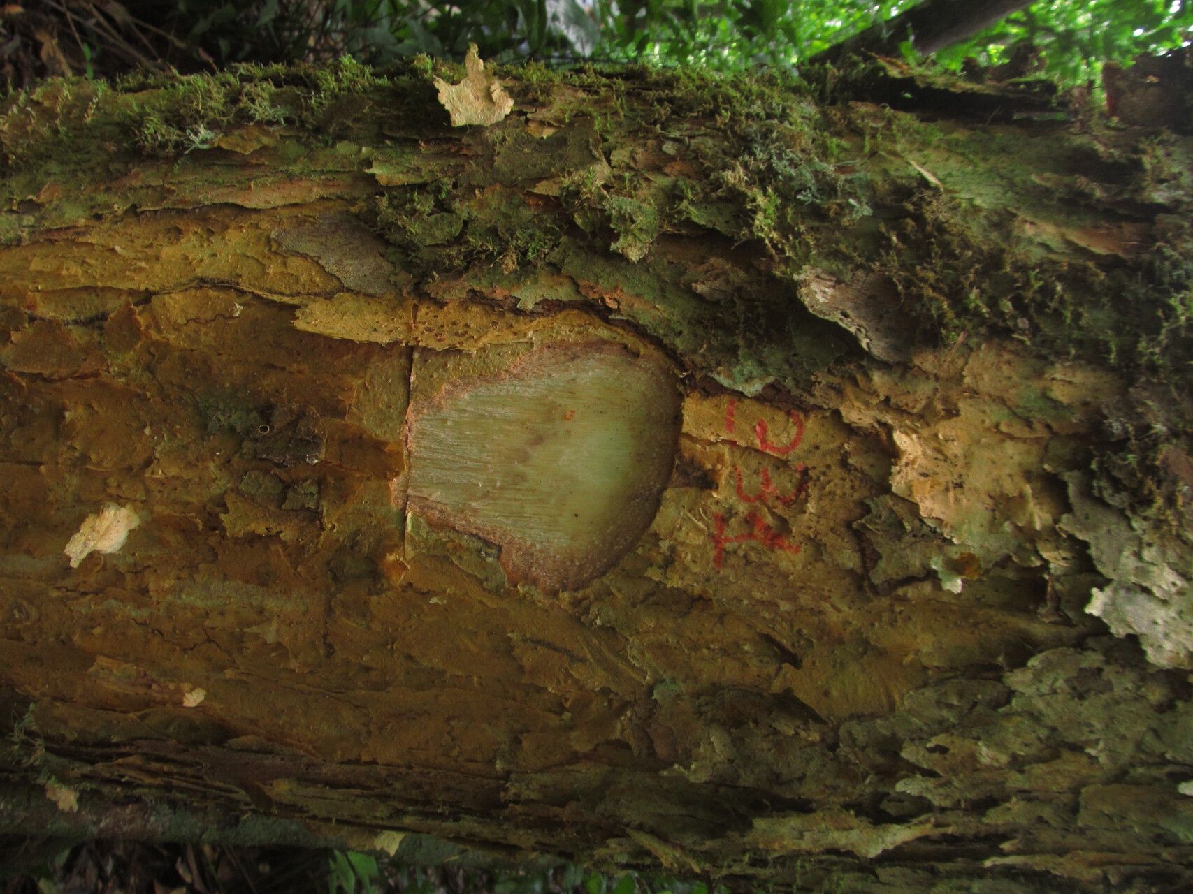 Dacryodes buettneri bark