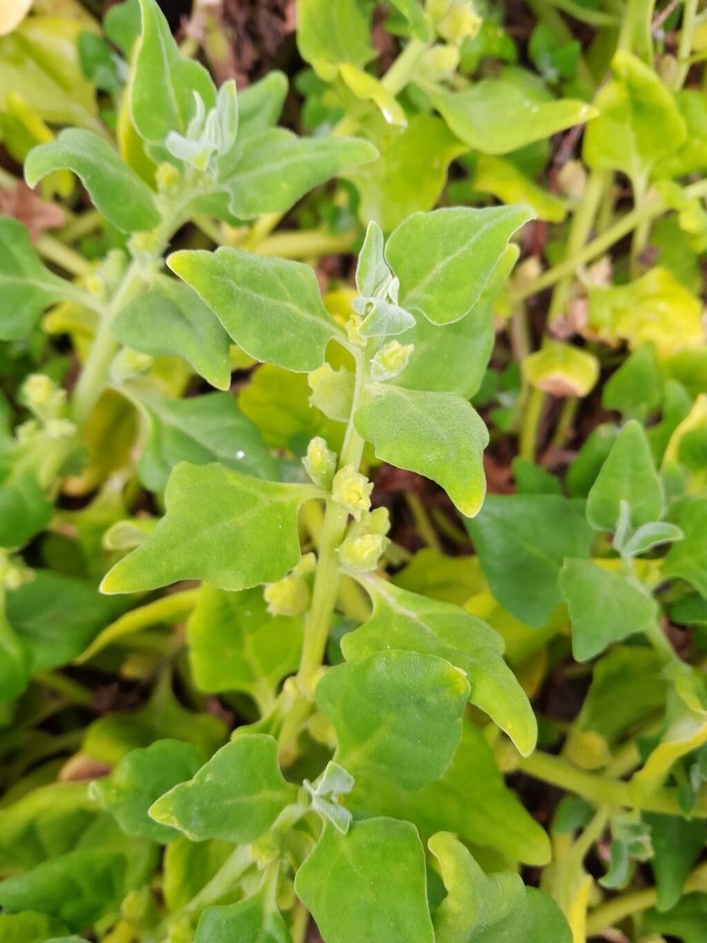 Tetragonia echinata leaf
