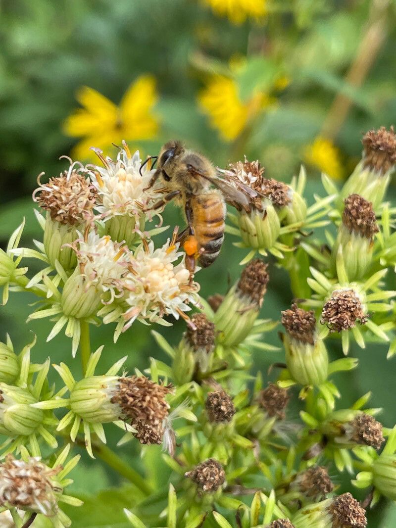 Hasteola suaveolens flower