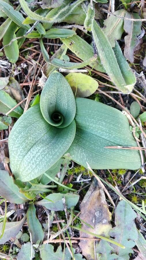 Spiranthes spiralis — search result for 'Netherlands'