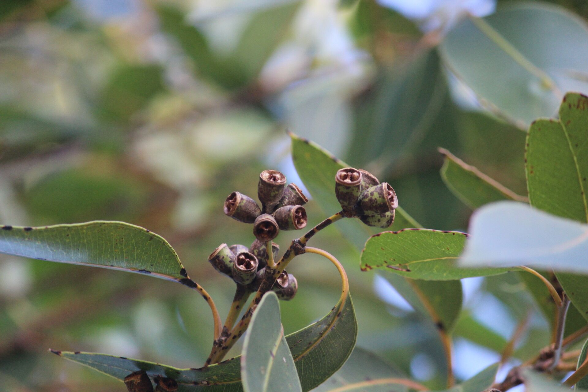 Eucalyptus robusta fruit